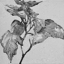 2017 blühende heile Welt